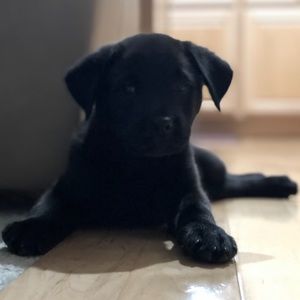 Meet your Posher, Grace